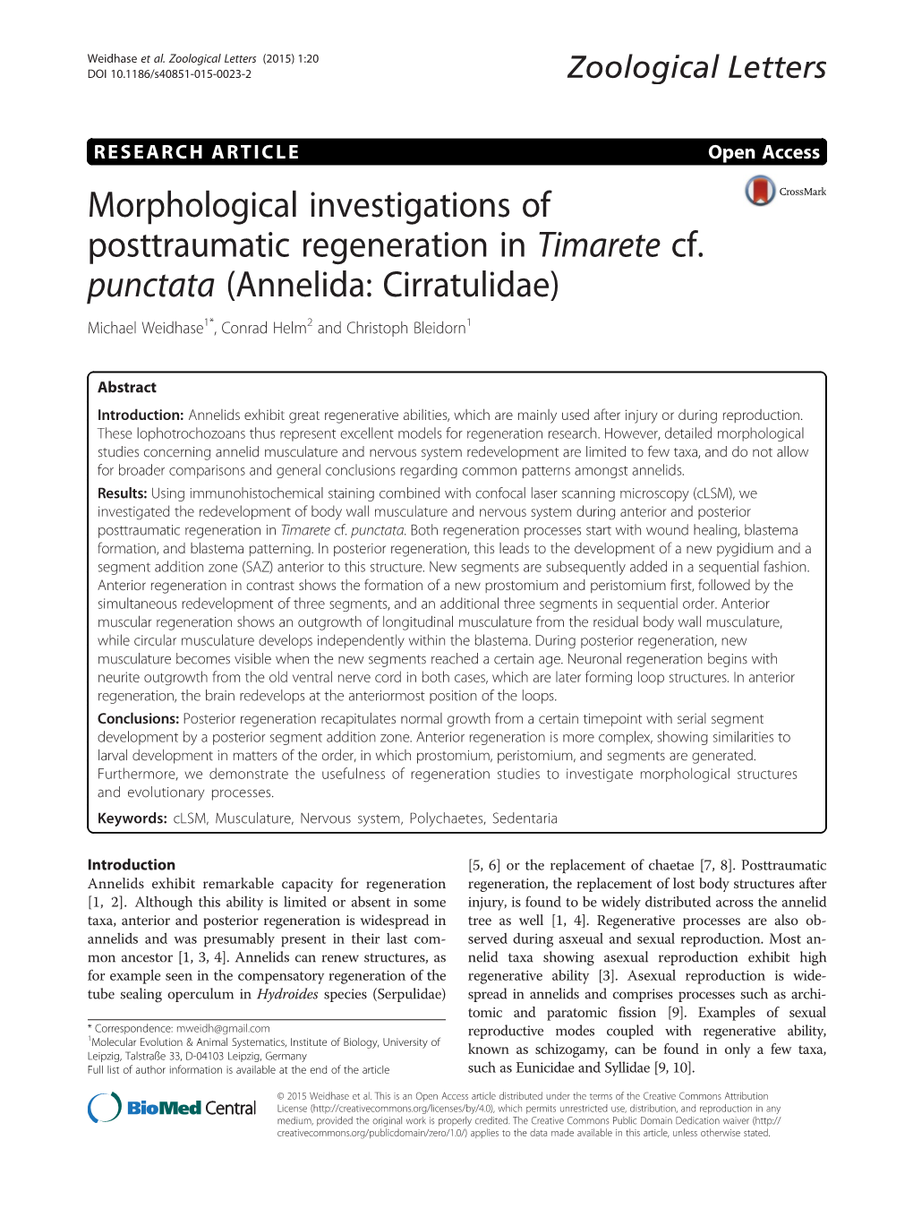 Morphological Investigations of Posttraumatic Regeneration in Timarete Cf