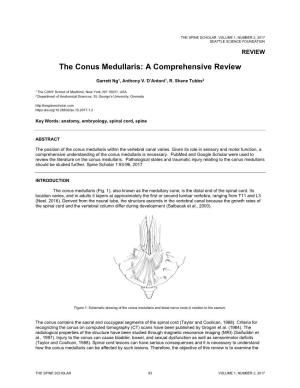 The Conus Medullaris: a Comprehensive Review