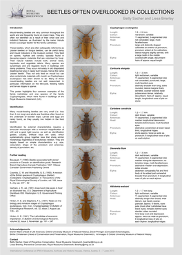 BEETLES OFTEN OVERLOOKED in COLLECTIONS Betty Sacher and Liesa Brierley