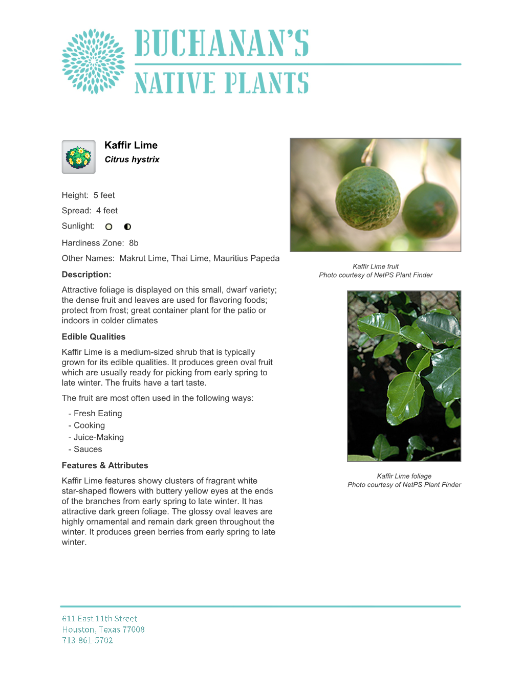 Buchanan's Native Plants Kaffir Lime