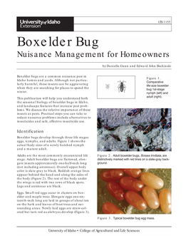Boxelder Bug Nuisance Management for Homeowners