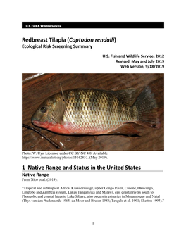 Coptodon Rendalli (Redbreast Tilapia) Ecological Risk Screening Summary