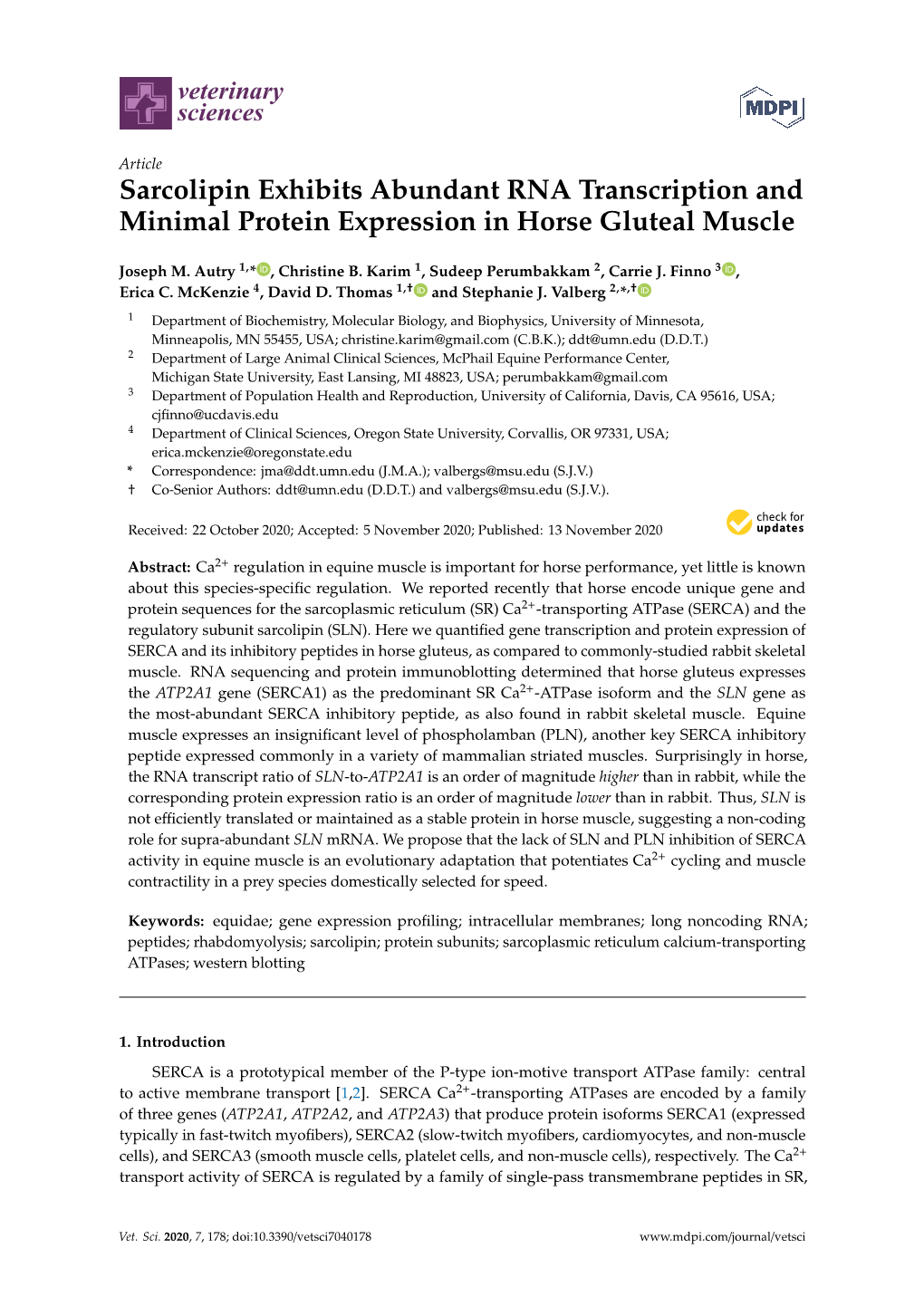 Sarcolipin Exhibits Abundant RNA Transcription and Minimal Protein Expression in Horse Gluteal Muscle