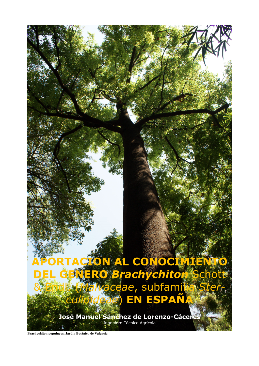 APORTACION AL CONOCIMIENTO DEL GENERO Brachychiton Schott & Endl