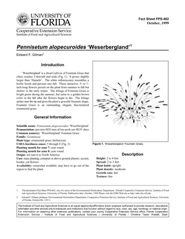 Pennisetum Alopecuroides 'Weserbergland'1