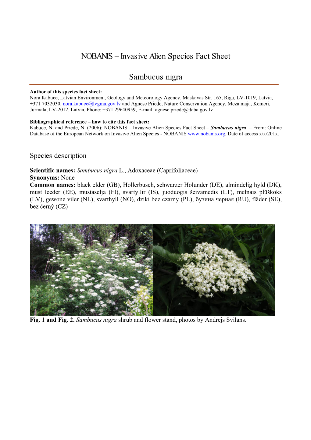 Invasive Alien Species Fact Sheet Sambucus Nigra