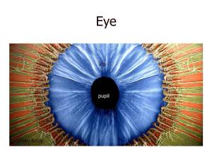 Pupil Iris Ciliary Body