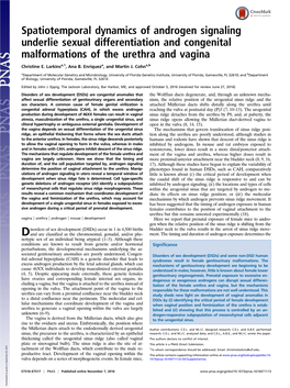 Spatiotemporal Dynamics of Androgen Signaling Underlie Sexual Differentiation and Congenital Malformations of the Urethra and Vagina