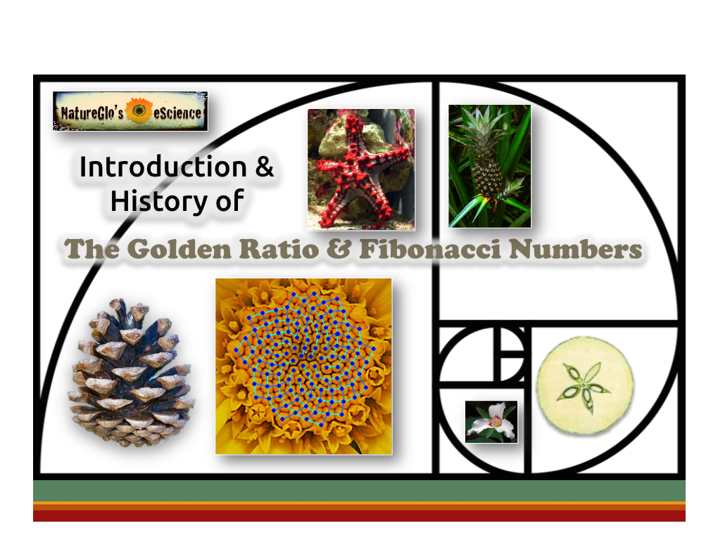 The Golden Ratio & Fibonacci Numbers Introduction & History Of