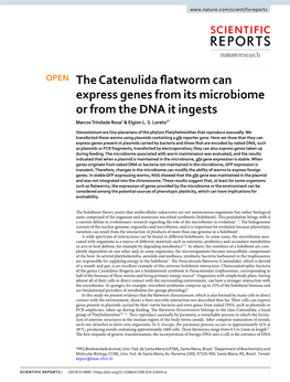 The Catenulida Flatworm Can Express Genes from Its Microbiome Or From