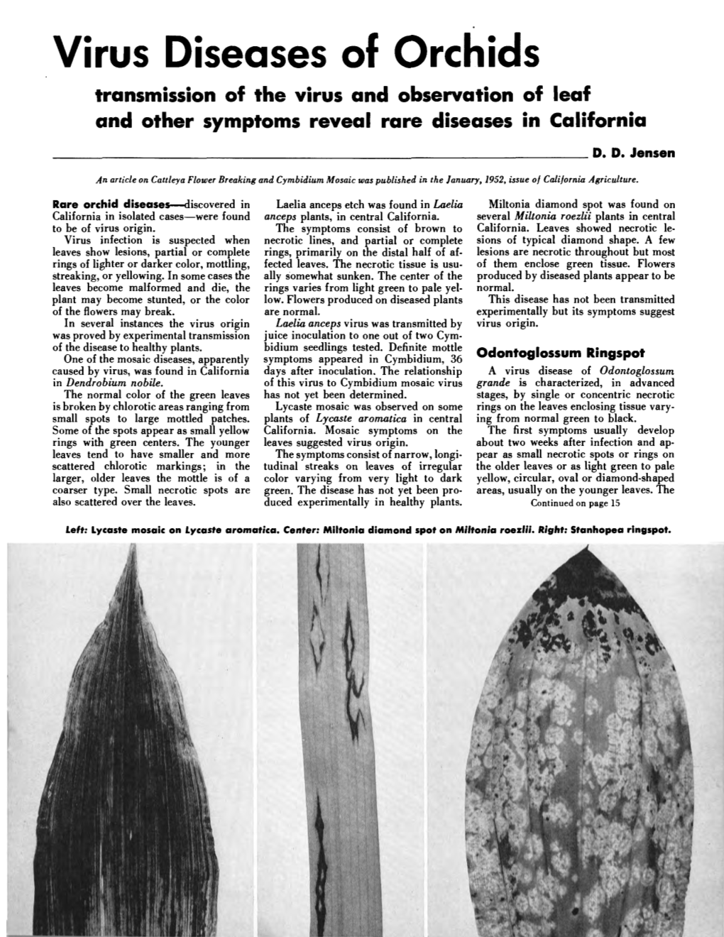 Virus Diseases of Orchids Transmission of the Virus and Observation of Leaf and Other Symptoms Reveal Rare Diseases in California