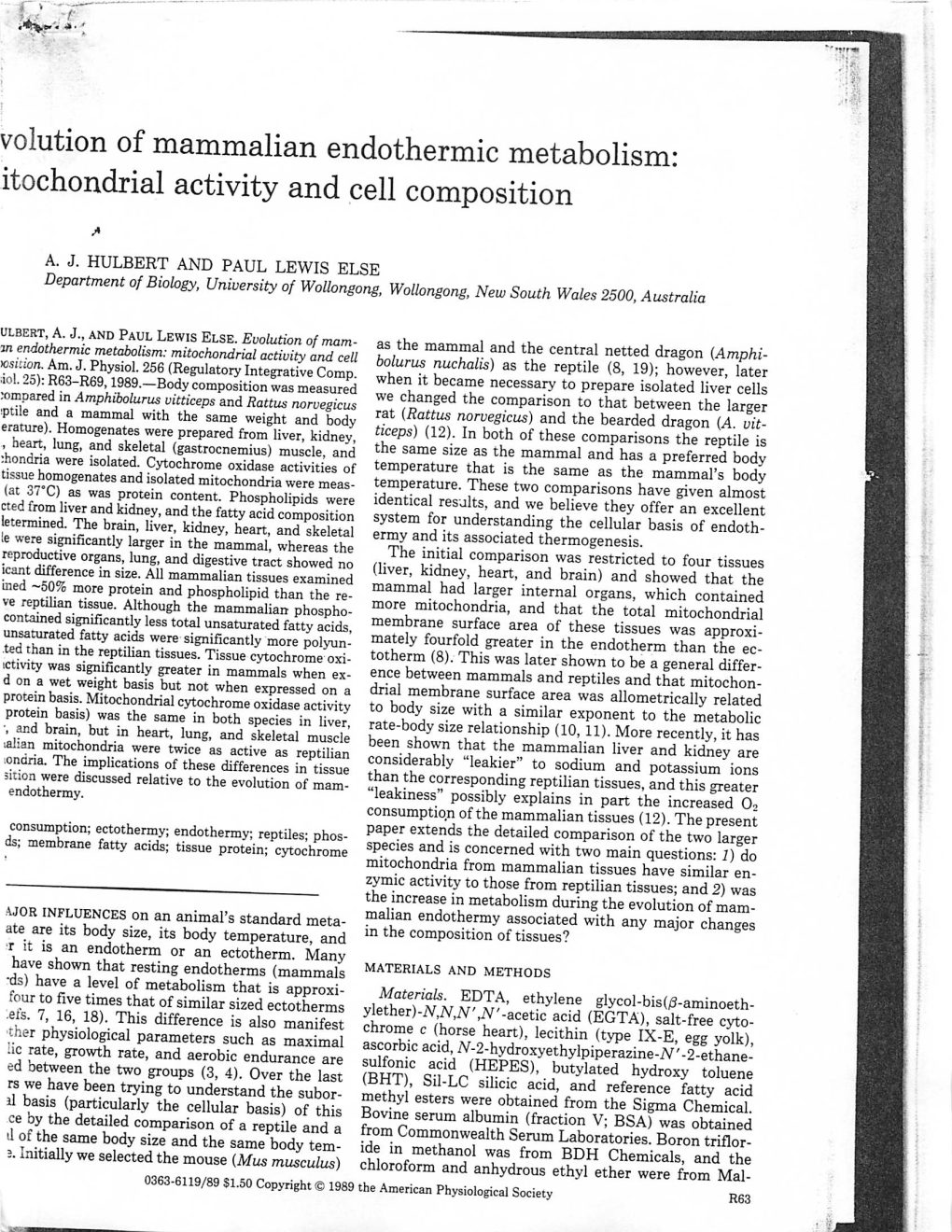 Volution of Mammalian Endothermic Metabolism: Itochondrial Activity and Cell Composition