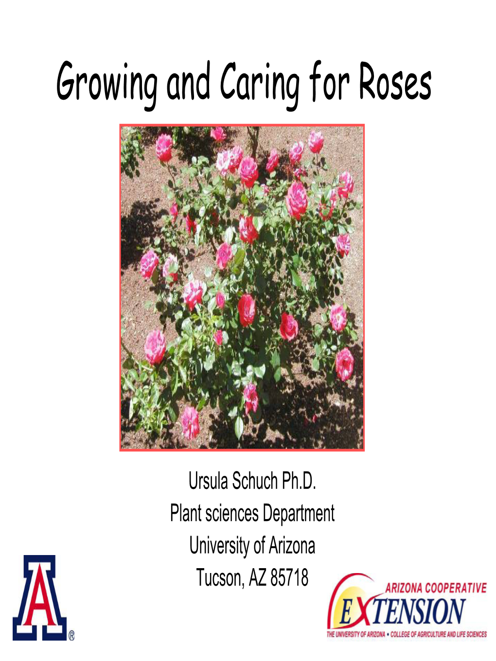 Growing and Caring for Roses
