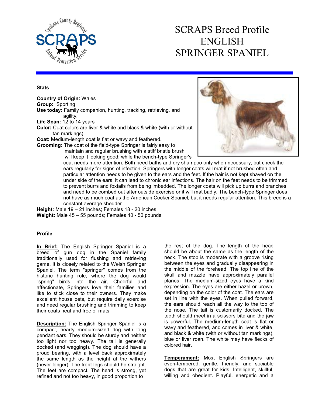 SCRAPS Breed Profile ENGLISH SPRINGER SPANIEL