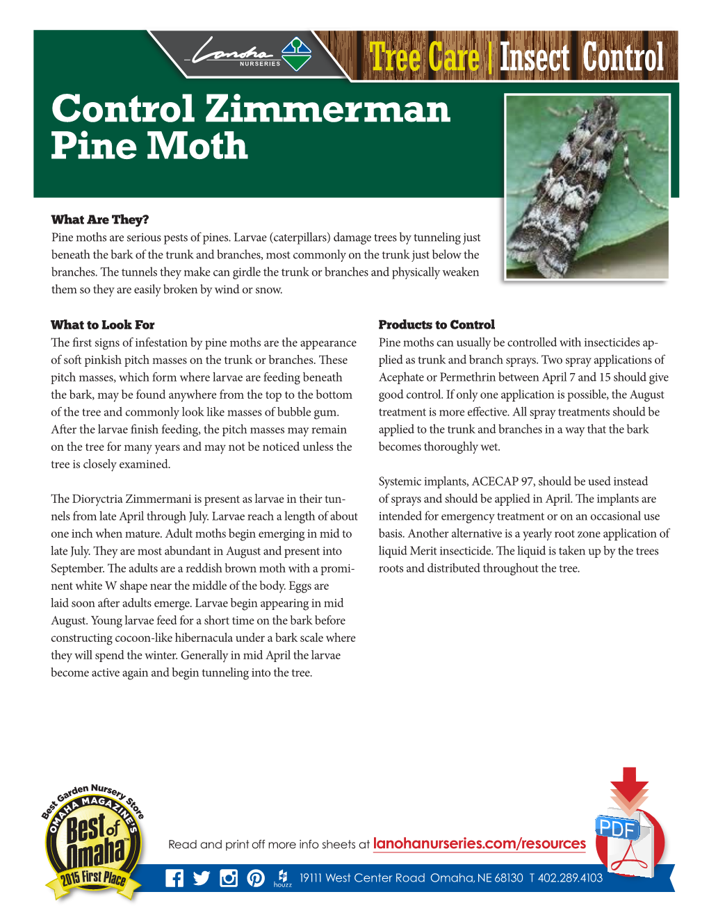 Control Zimmerman Pine Moth