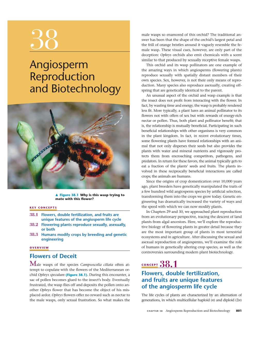 Angiosperm Reproduction and Biotechnology 801 Generations Take Turns Producing Each Other (See Figures 29.5 Are Sterile