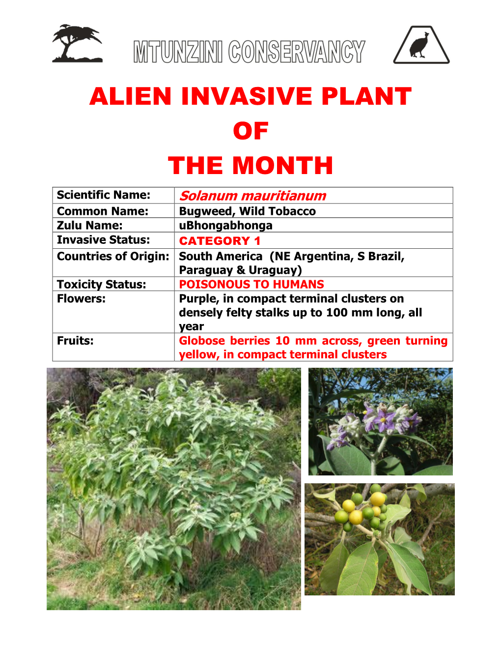 Alien Invasive Plant of the Month