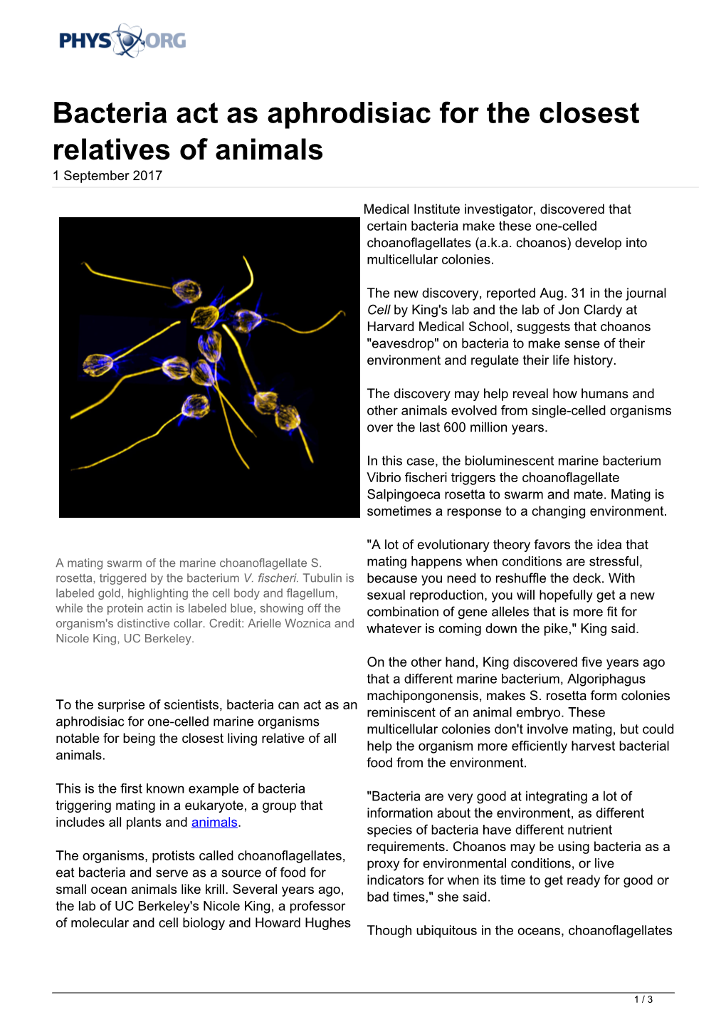 Bacteria Act As Aphrodisiac for the Closest Relatives of Animals 1 September 2017