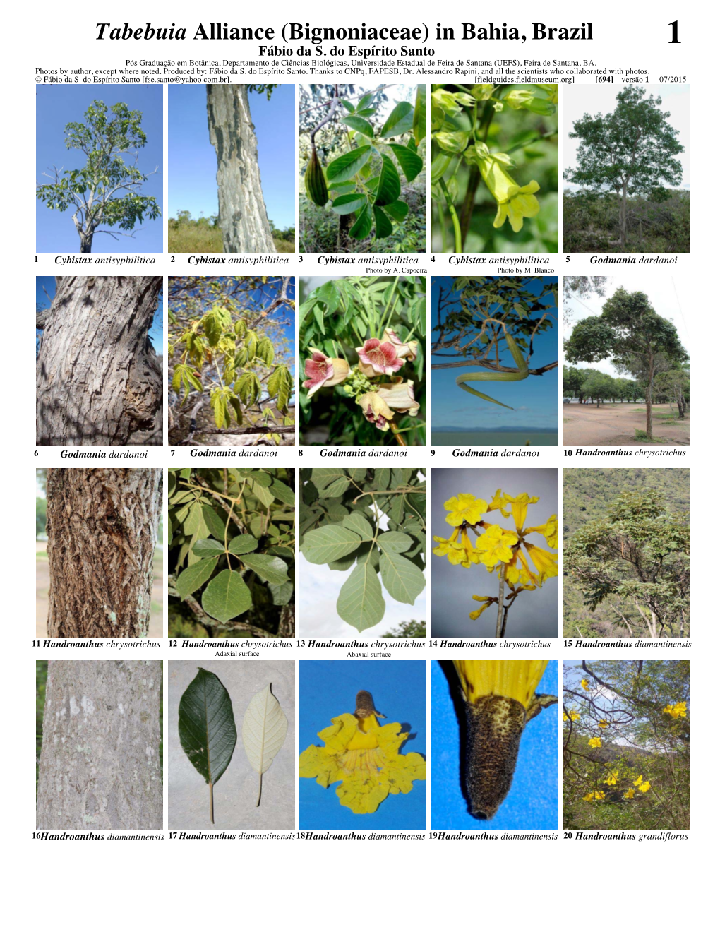 Tabebuia Alliance (Bignoniaceae) in Bahia, Brazil 1 Fábio Da S