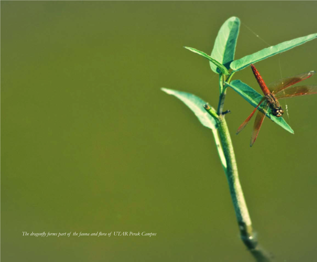 The Dragonfly Forms Part of the Fauna and Flora of UTAR Perak Campus