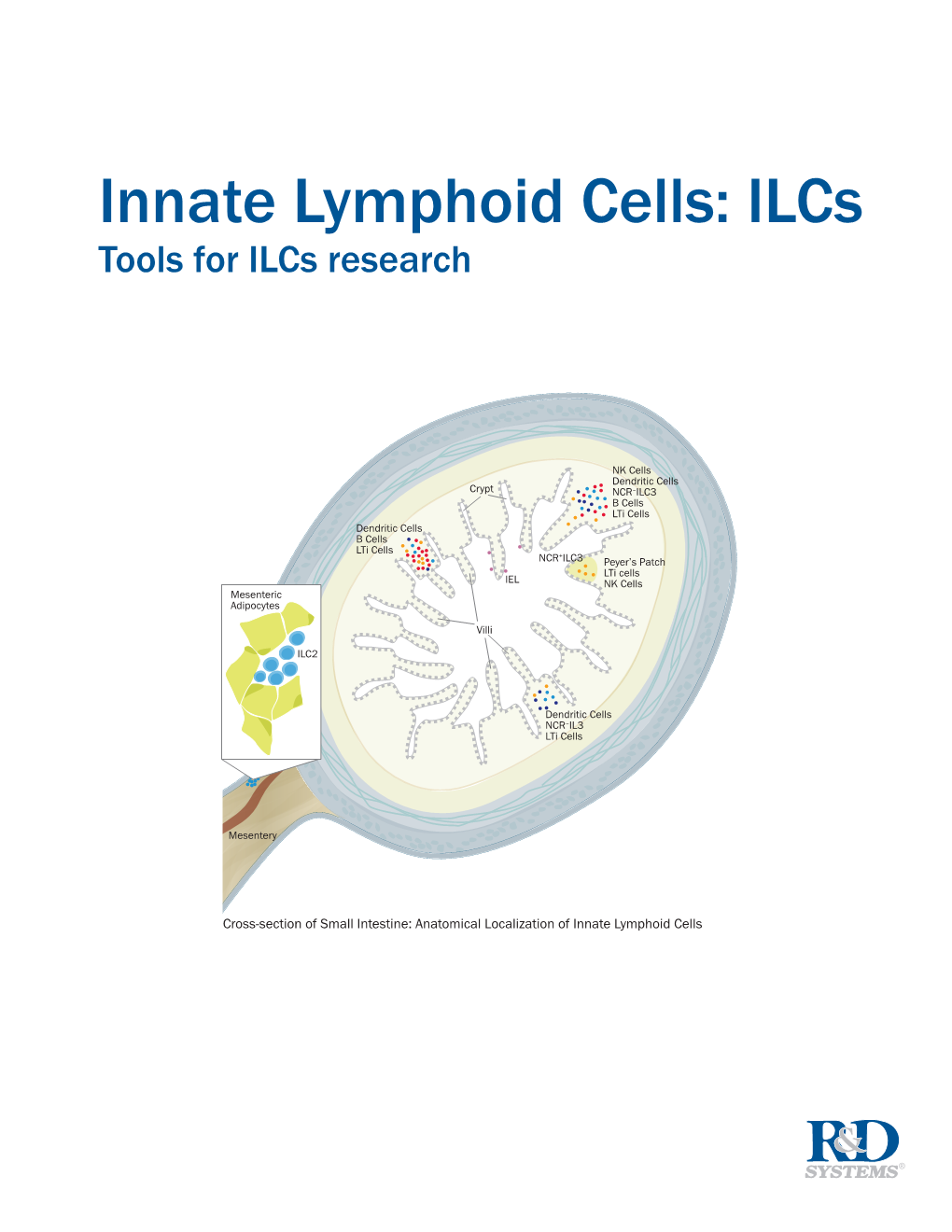 Innate Lymphoid Cells: Ilcs Tools for Ilcs Research