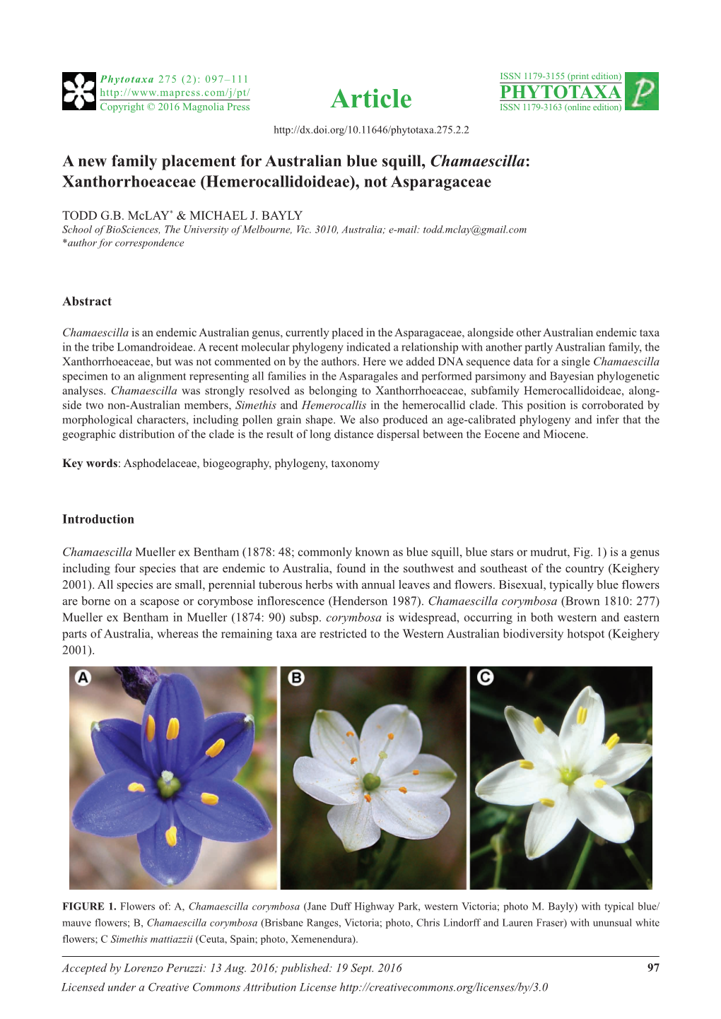 A New Family Placement for Australian Blue Squill, Chamaescilla: Xanthorrhoeaceae (Hemerocallidoideae), Not Asparagaceae