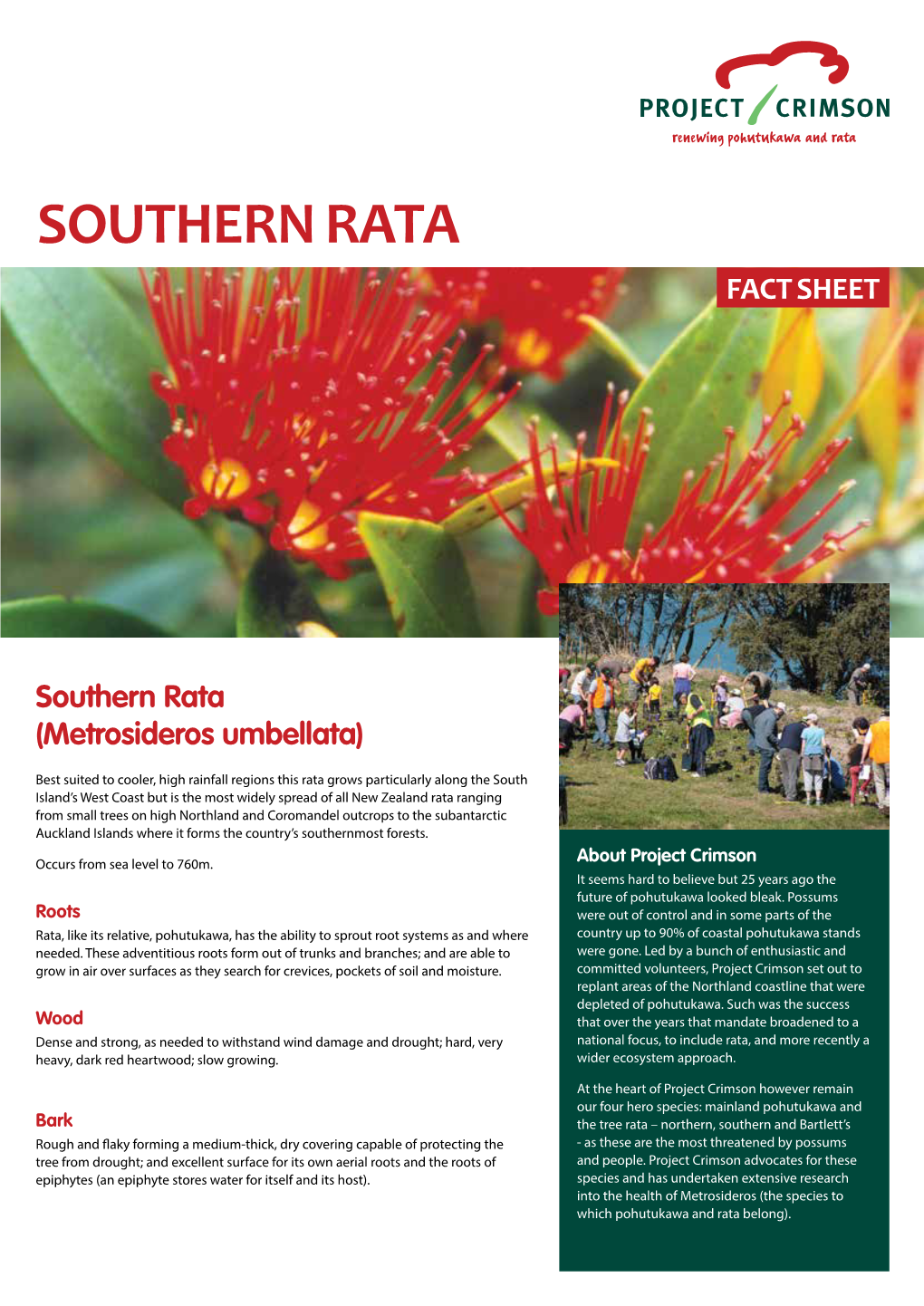 Southern Rata Fact Sheet