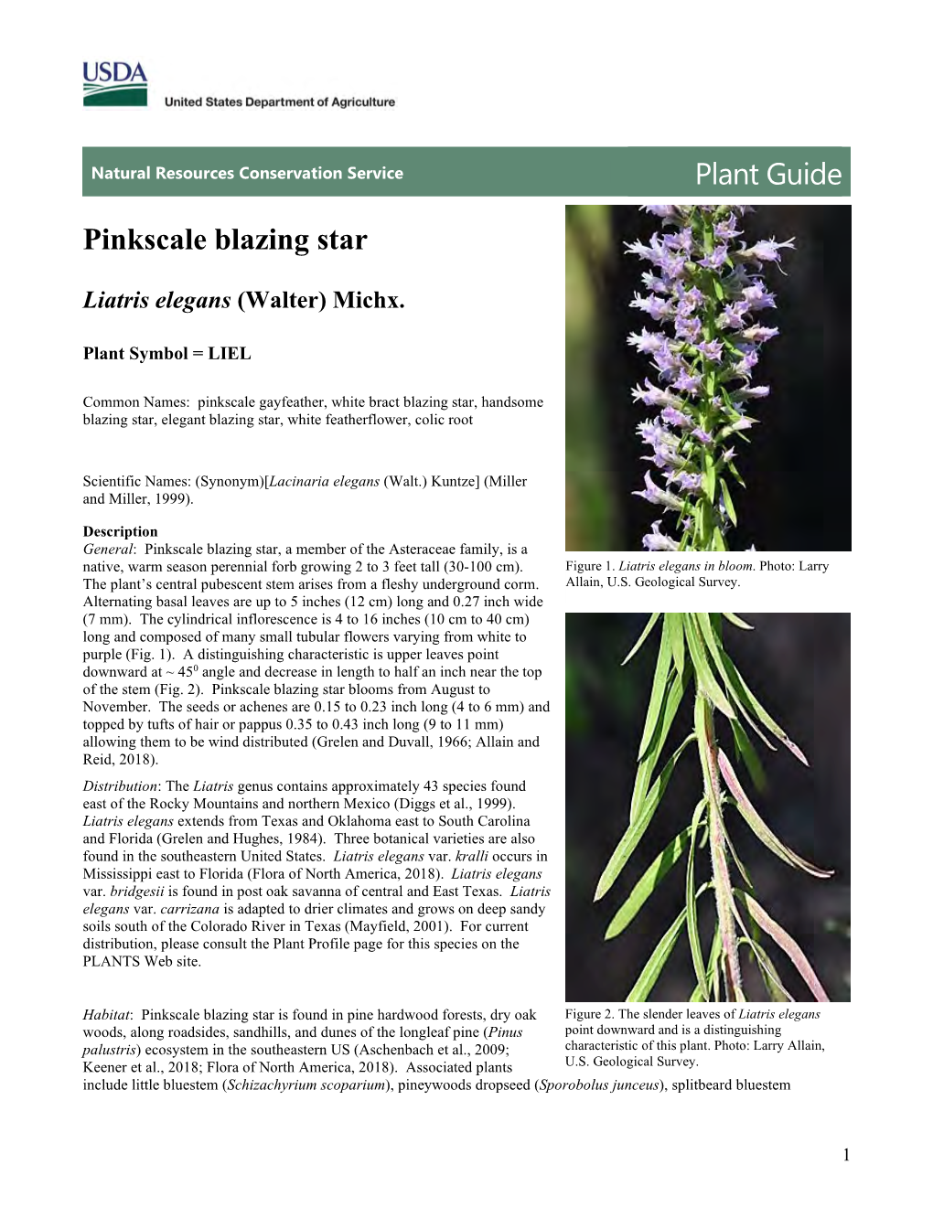 Plant Guide for Pinkscale Blazing Star (Liatris Elegans)
