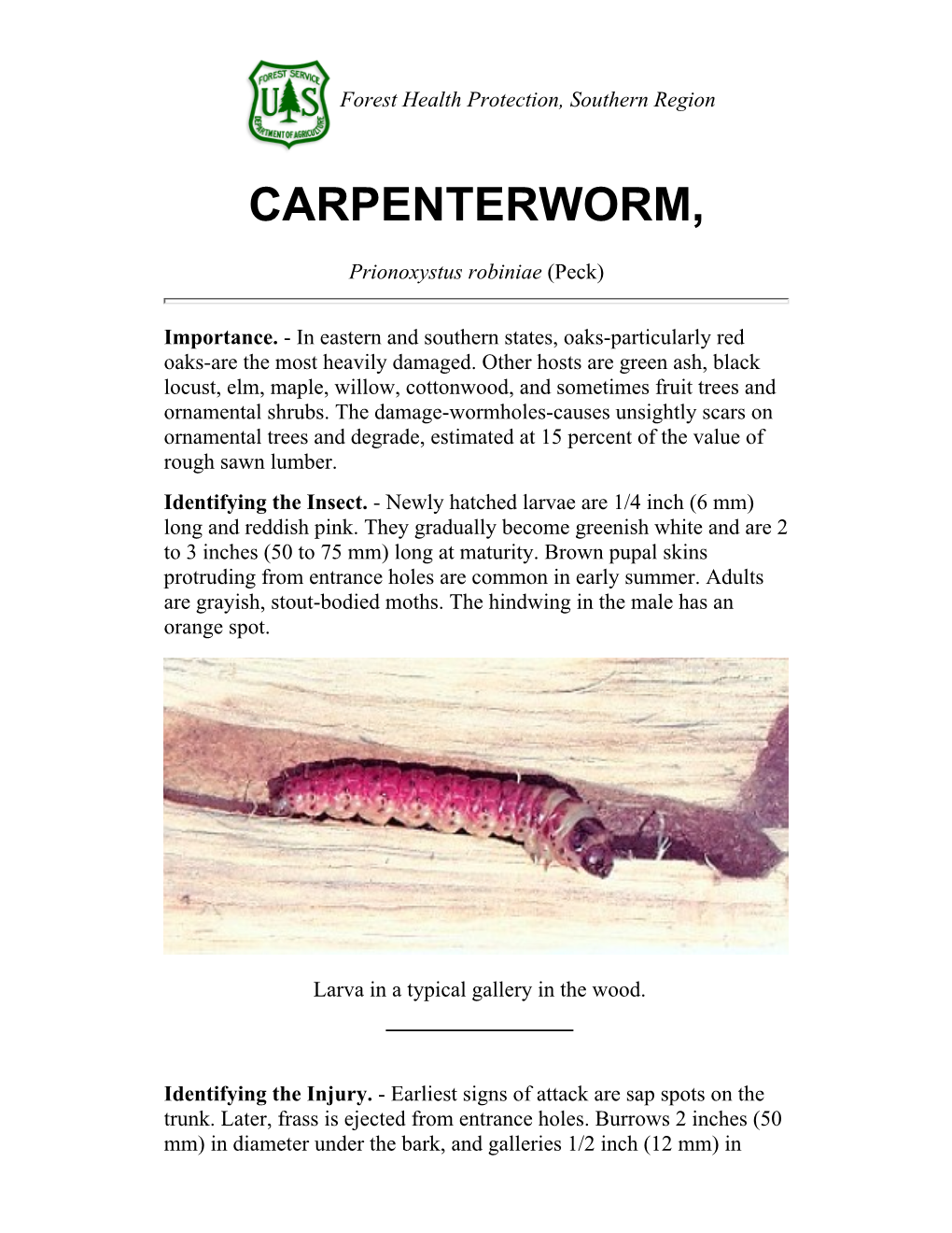 Carpenterworm