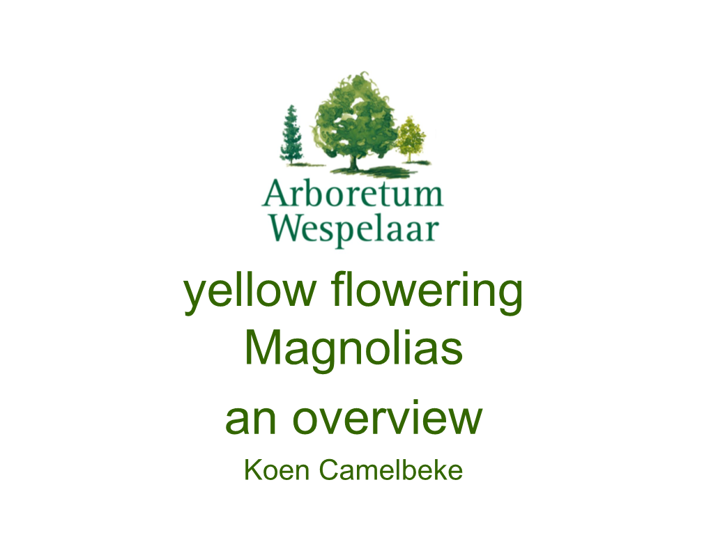 Yellow Flowering Magnolias an Overview