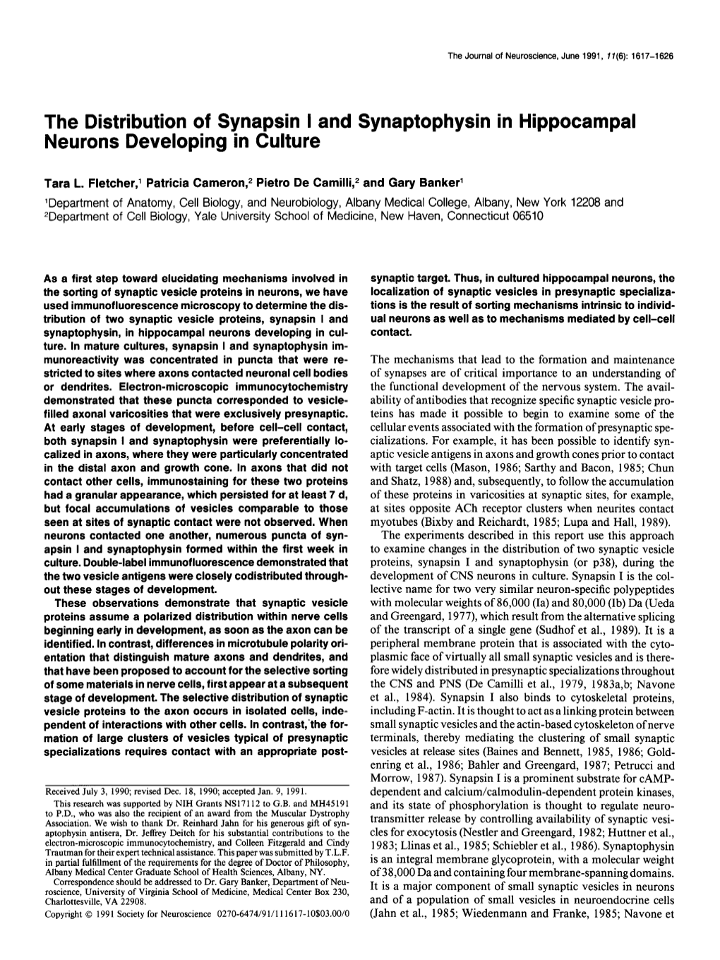 The Distribution of Synapsin I and Synaptophysin in Hippocampal Neurons Developing in Culture