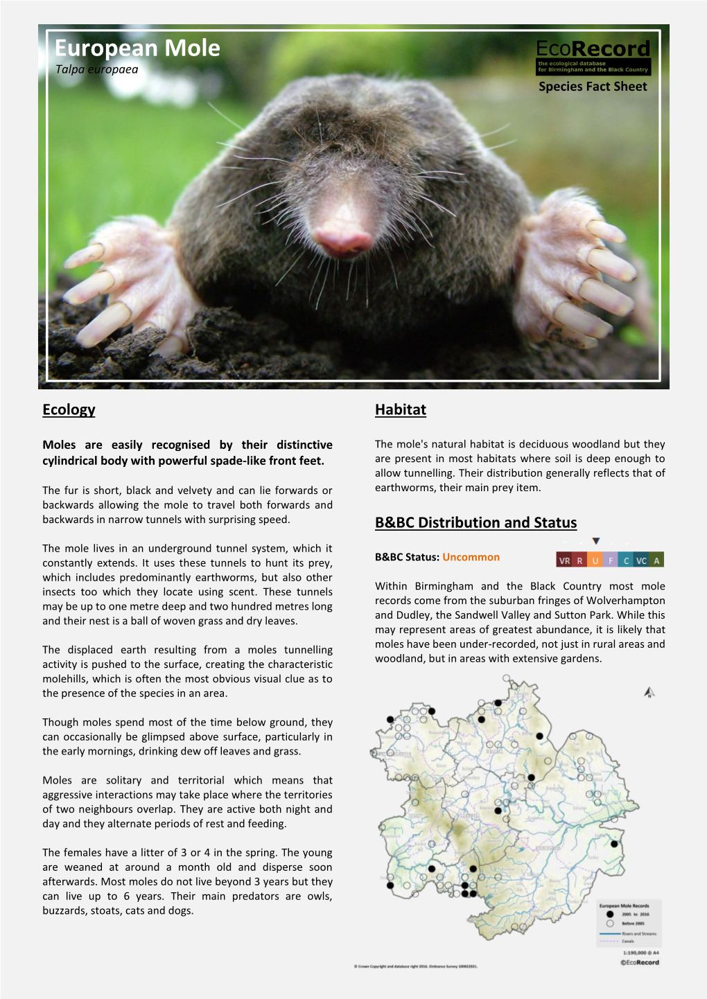 European Mole Talpa Europaea Species Fact Sheet