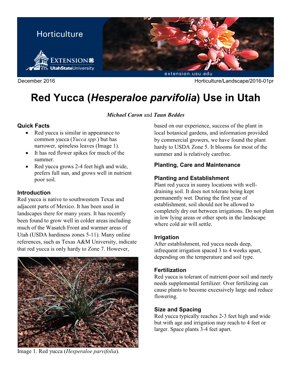 Red Yucca (Hesperaloe Parvifolia) Use in Utah