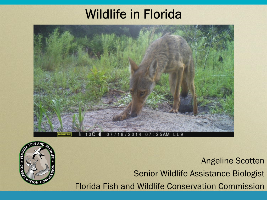 Nuisance Wildlife in Florida