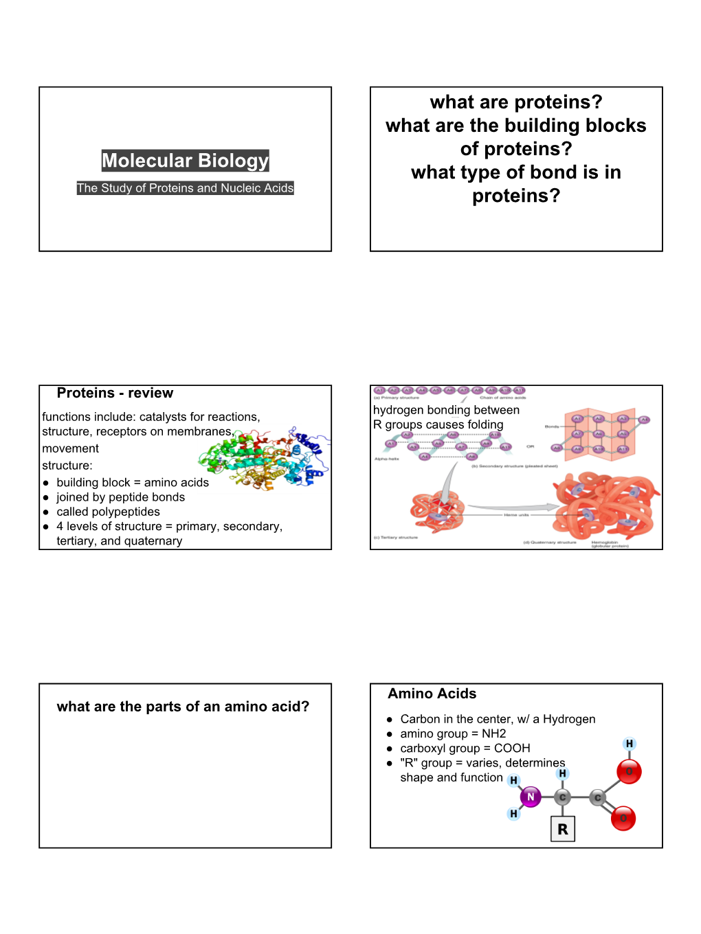 Molecular Biology What Are Proteins?