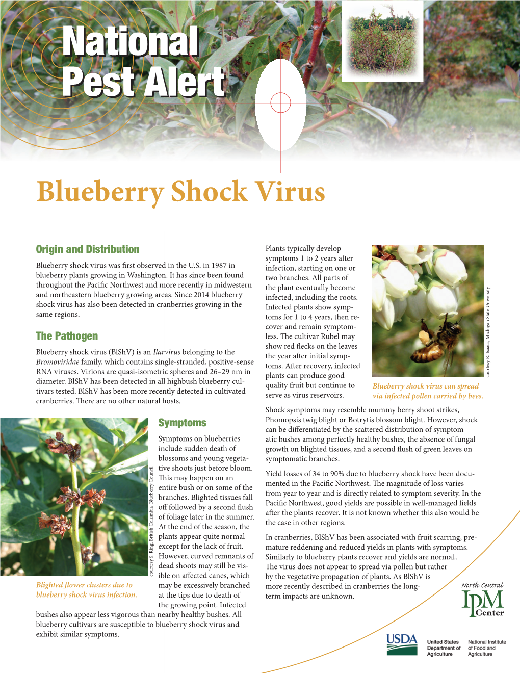 Blueberry Shock Virus