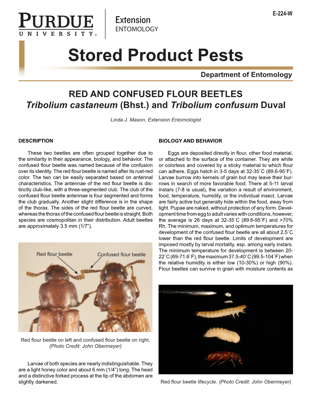 RED and CONFUSED FLOUR BEETLES Tribolium Castaneum (Bhst.) and Tribolium Confusum Duval