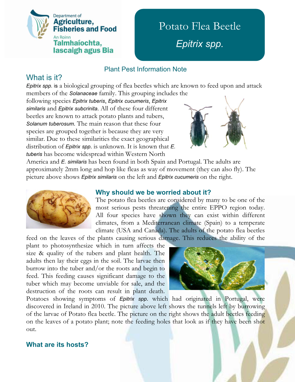 Potato Flea Beetle