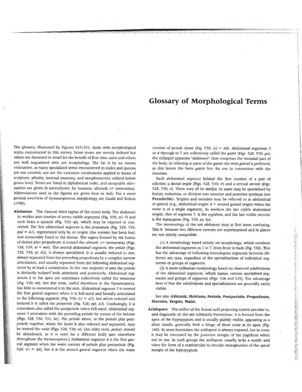 Glossary of Morphological Terms \ 1 L I