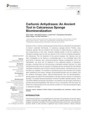 Carbonic Anhydrases: an Ancient Tool in Calcareous Sponge Biomineralization