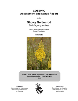 Showy Goldenrod (Solidago Speciosa) Is a Perennial Plant in the Aster Family