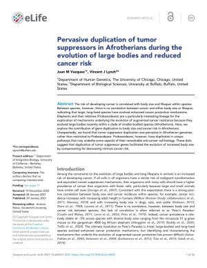 Pervasive Duplication of Tumor Suppressors in Afrotherians During the Evolution of Large Bodies and Reduced Cancer Risk Juan M Vazquez1†, Vincent J Lynch2*