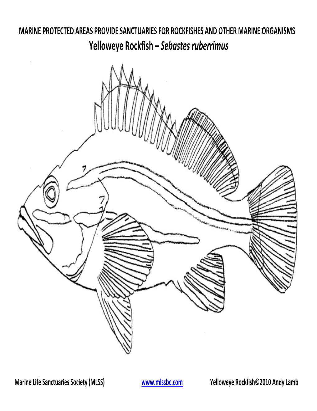 Yelloweye Rockfish – Sebastes Ruberrimus