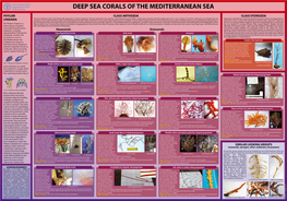 Deep Sea Corals of the Mediterranean