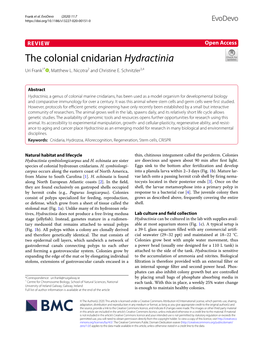 The Colonial Cnidarian Hydractinia Uri Frank1* , Matthew L