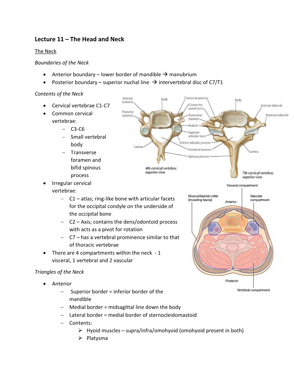 Lecture 11 – the Head and Neck the Neck Boundaries of the Neck