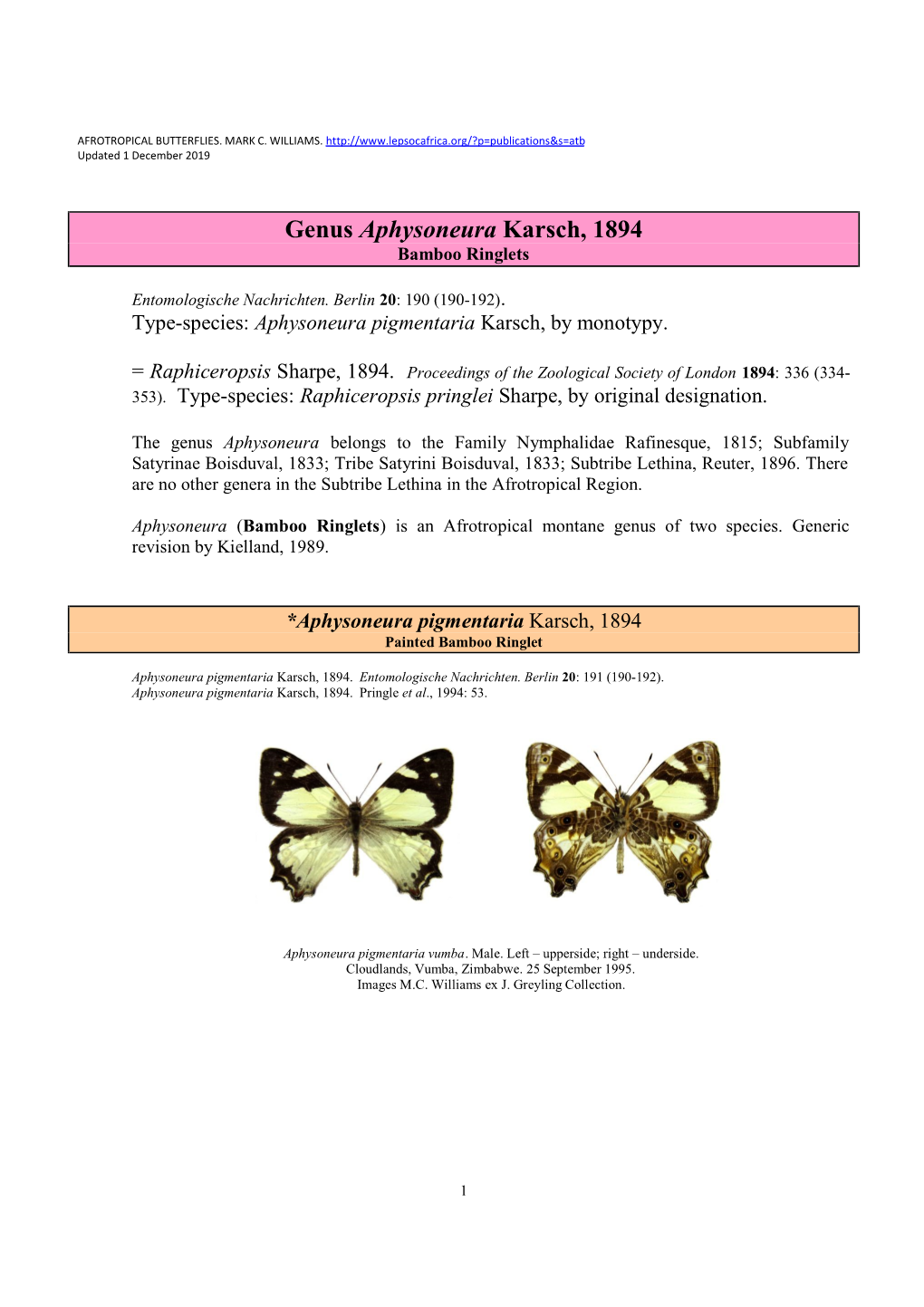 414 Genus Aphysoneura Karsch