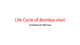 Life Cycle of Bombyx Mori Compiled by Dr Nidhi Garg Life Cycle of Bombyx Mori