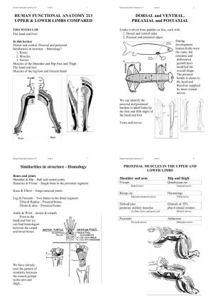 Human Functional Anatomy 213 Upper & Lower Limbs Compared