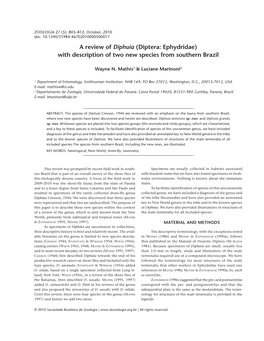 Diptera: Ephydridae) with Description of Two New Species from Southern Brazil